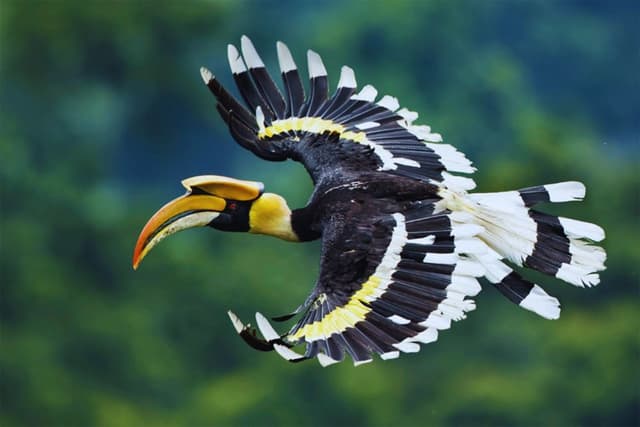 Hornbill shot at in Phek district; Chakhesang Youth Front fires warning