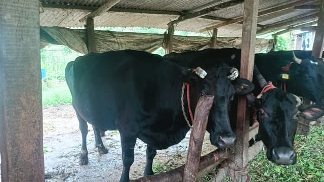 Nagaland faces 55.44% shortfall in animal husbandry products
