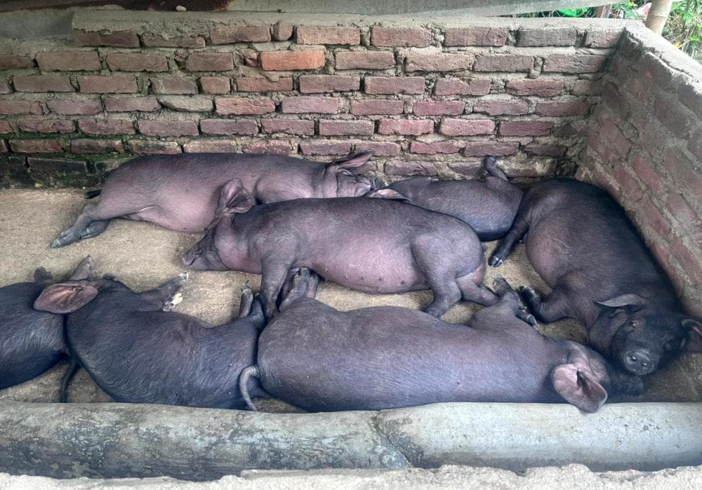Dimapur swine fever alert: Vets report symptoms, no cases confirmed yet