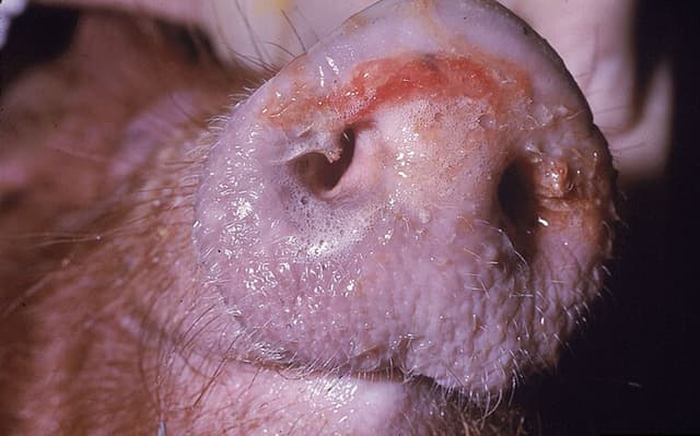 African Swine Fever outbreaks reported in Medziphema, Tseminyu