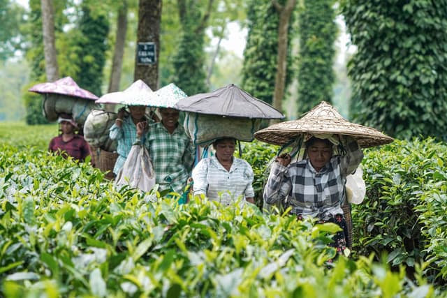 Assam small tea growers to get govt. benefits with Farmer IDs
