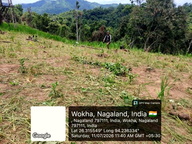 Wild elephants damage rubber plantation, paddy field in Wokha