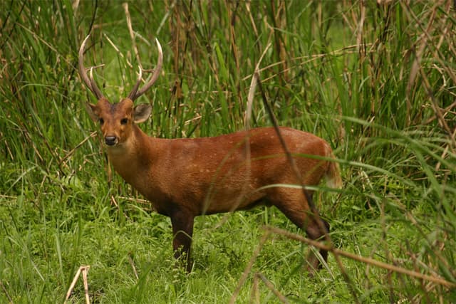 Hog deer outnumber Sangai in Keibul Lamjao National Park 