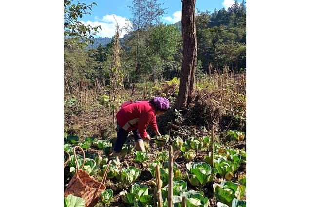 Tonnes of cabbage rotting in Phek fields amid buyer shortage