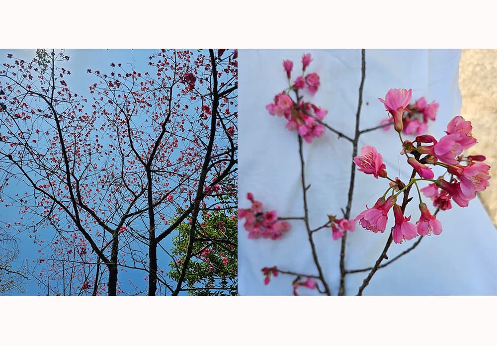 Types of Cherry Blossoms in Viswema, Nagaland