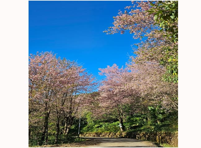 Types of Cherry Blossoms in Viswema, Nagaland