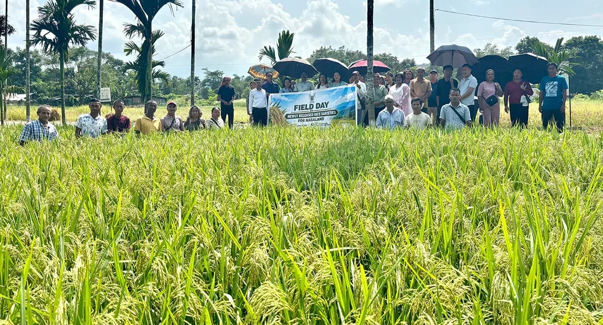 ICAR Nagaland showcases seven new rice varieties