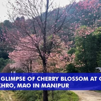 A glimpse of cherry blossom at Okhro-Ikhro, Mao in Manipur